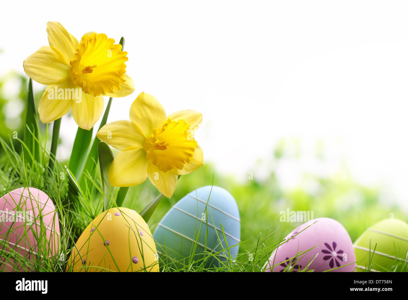 Les oeufs de Pâques sur herbe verte avec fleur jonquille Banque D'Images