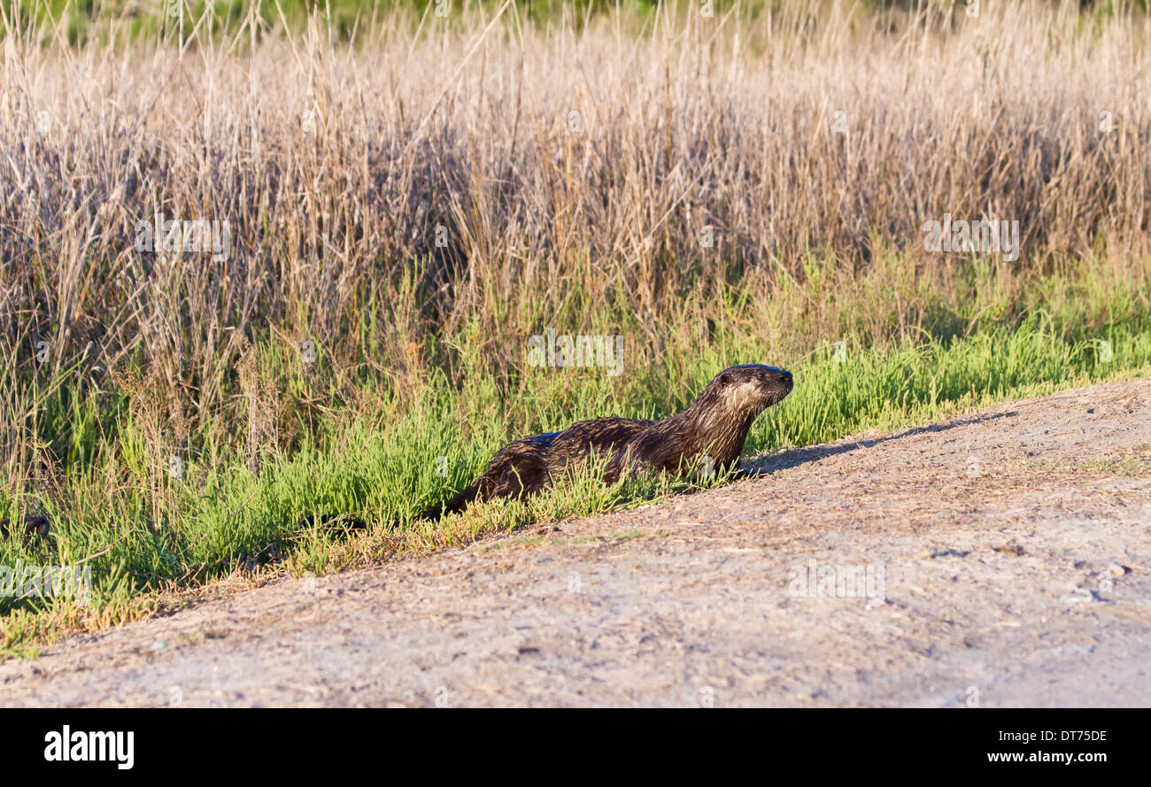 L'Amérique du Nord La loutre de rivière (Lontra canadensis) traversant un sentier. Banque D'Images