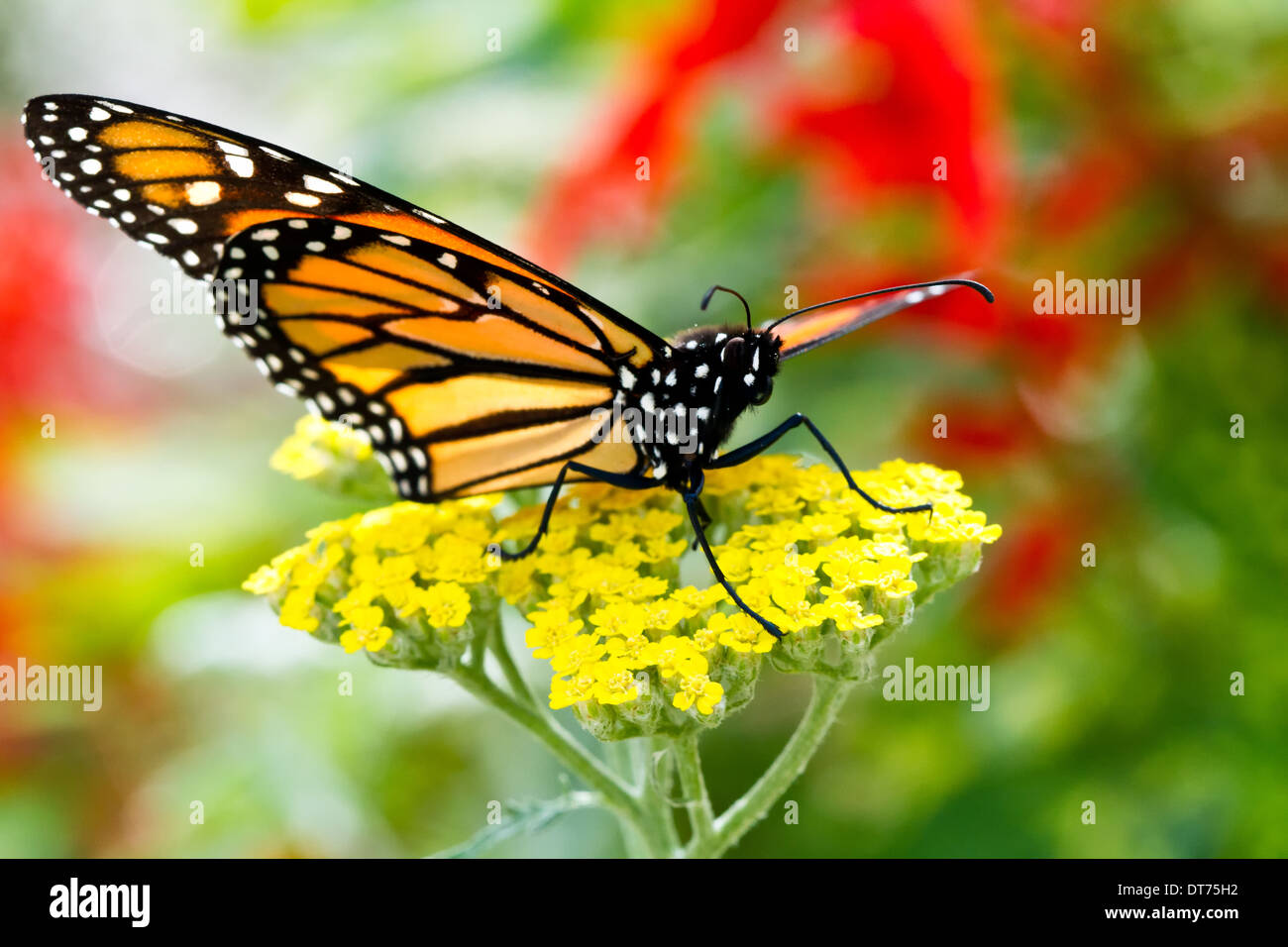Macro Close-up d'un monarque (Danaus plexippus) assis sur une fleur jaune. Banque D'Images