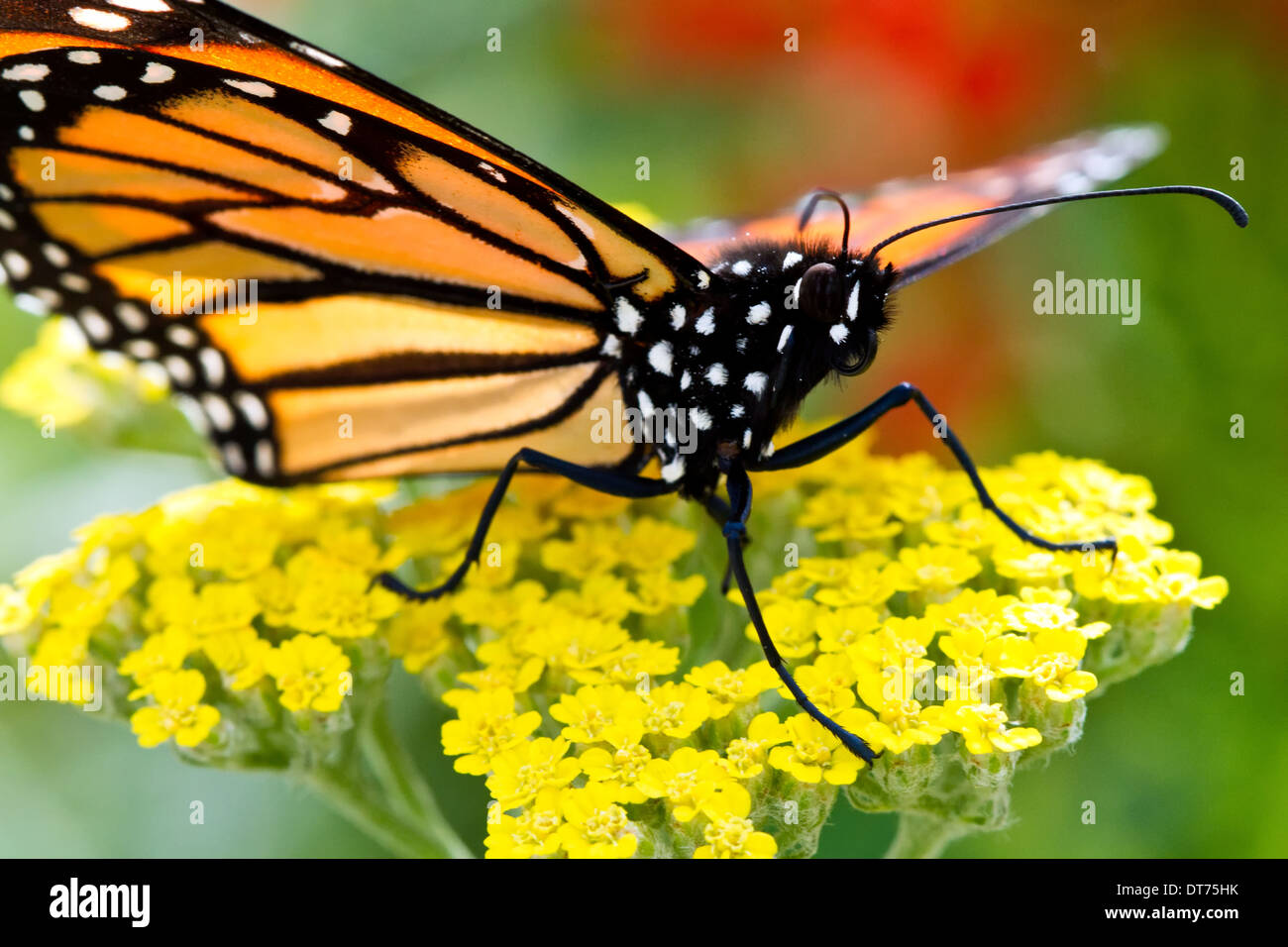 Macro Close-up d'un monarque (Danaus plexippus) assis sur une fleur jaune. Banque D'Images