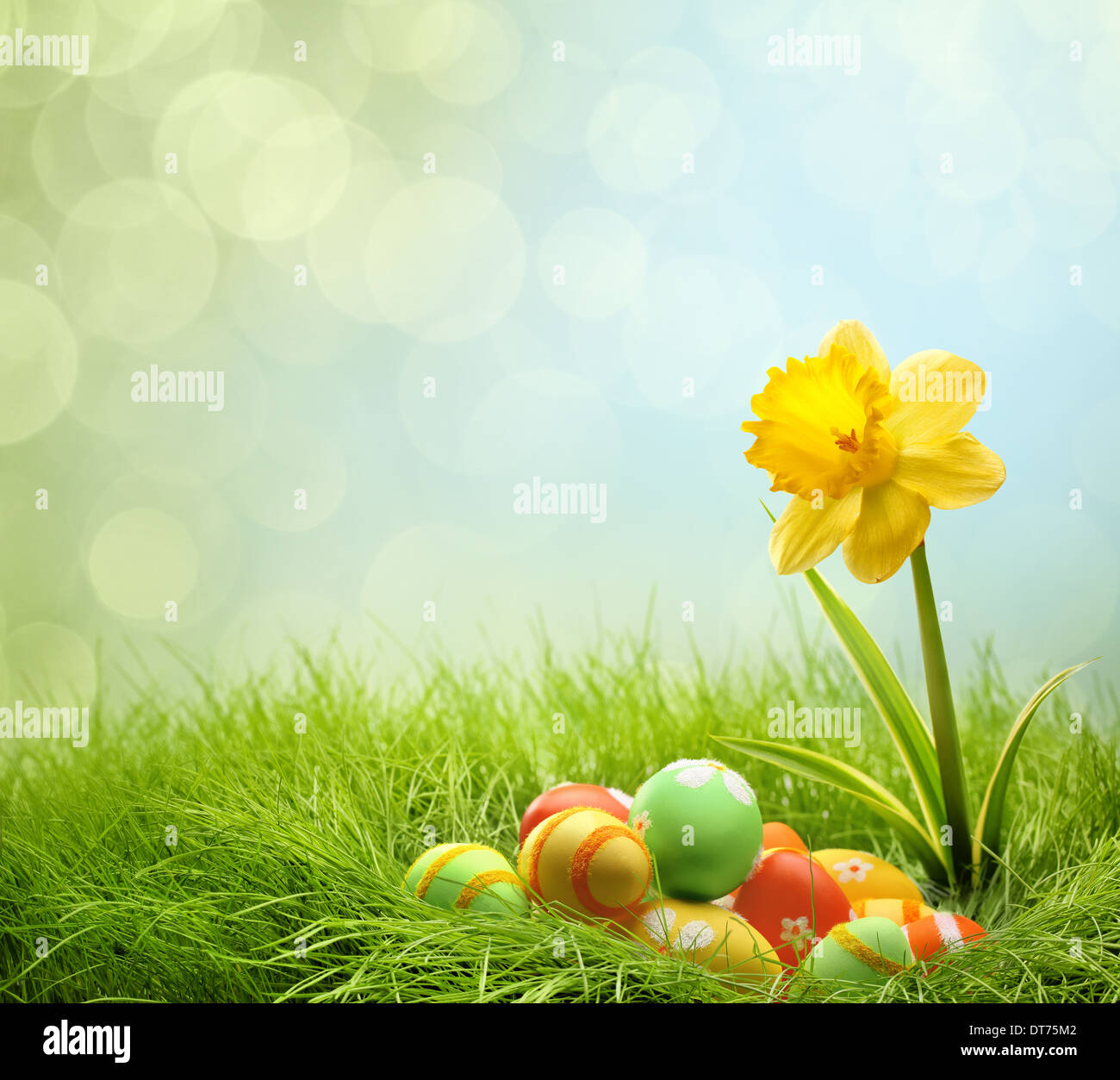 Les oeufs de Pâques sur herbe verte avec fleur jonquille Banque D'Images