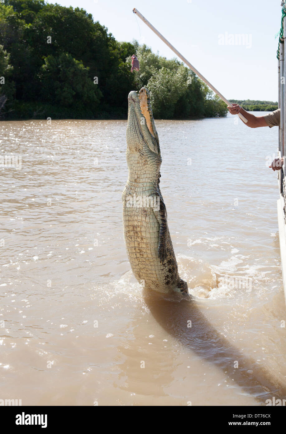 Les crocodiles ont appris à sauter pour la viande à Adelaide River Territoire du Nord Banque D'Images