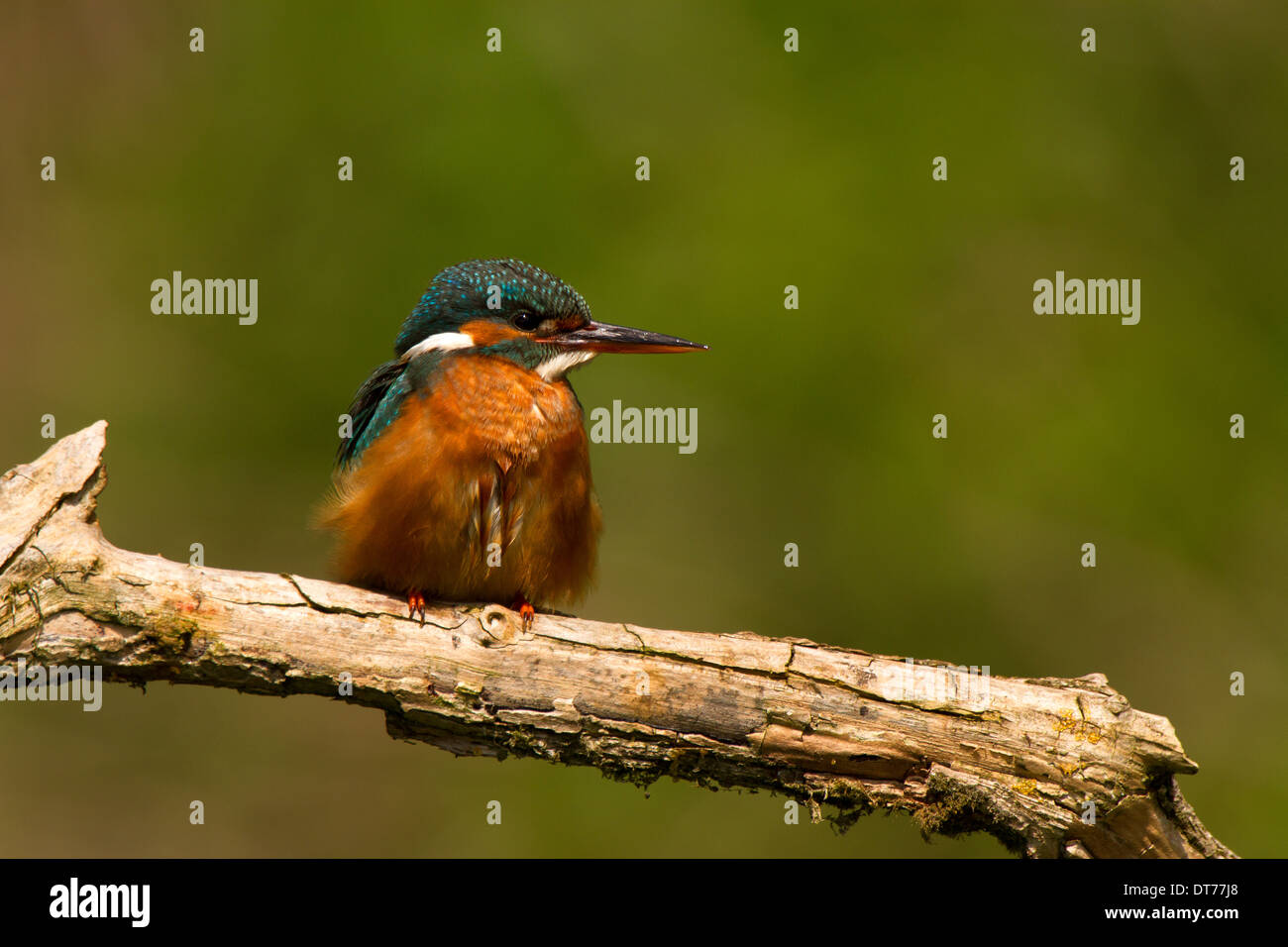 Kingfisher Alcedo atthis, Banque D'Images
