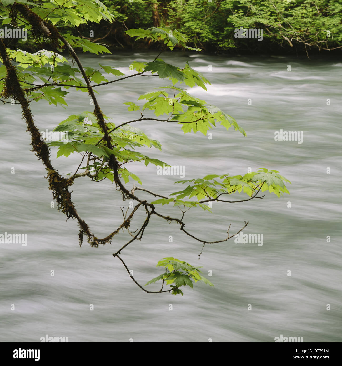 L'érable grandifolié érable (Acer macrophyllum) et rivière Dosewallips, Olympic NP Banque D'Images