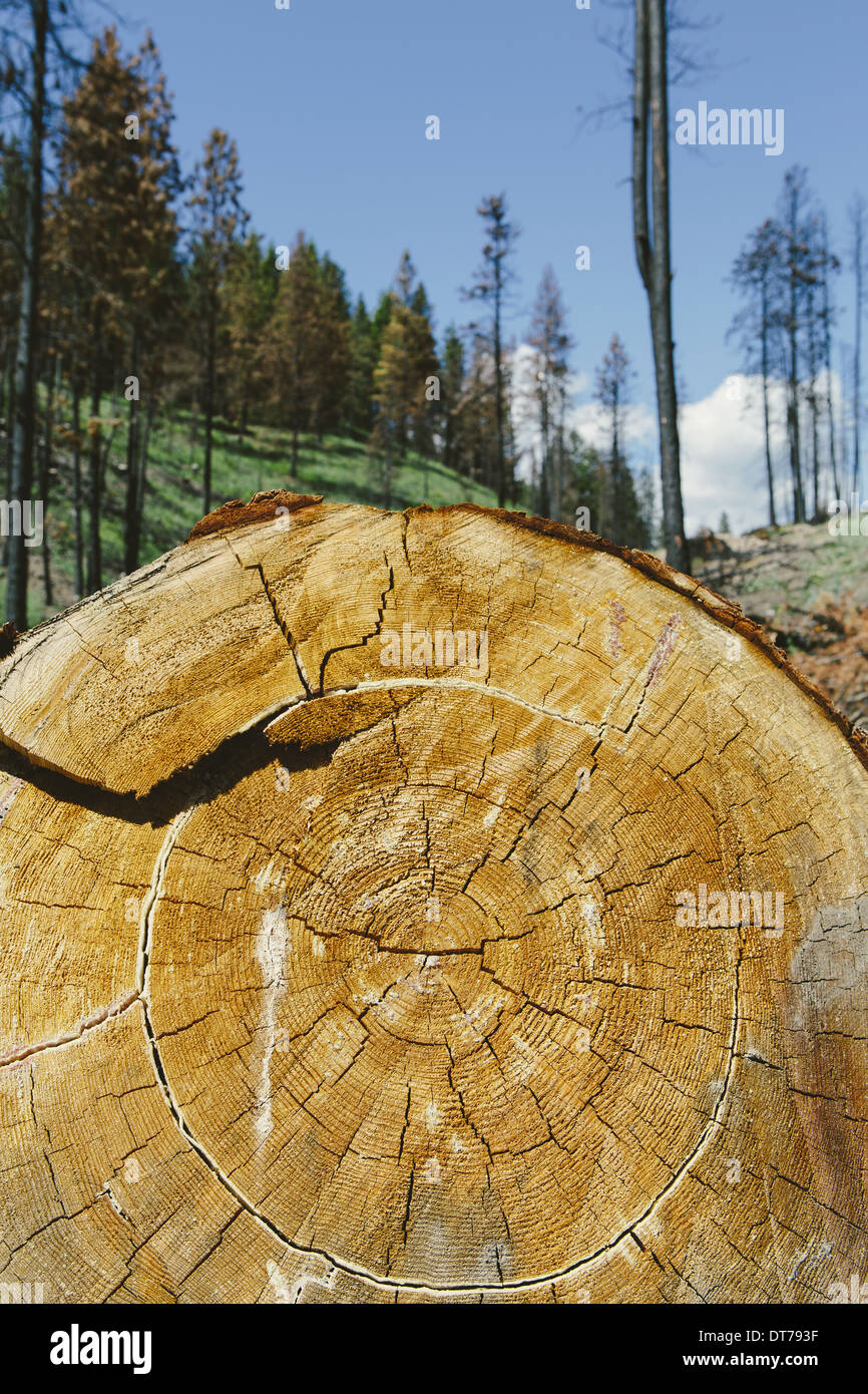 Couper des arbres de pin ponderosa dans la forêt brûlée récemment (à partir de l'incendie de la Montagne Table 2012), Okanogan-Wenatchee NF, près de Blewett Col Banque D'Images