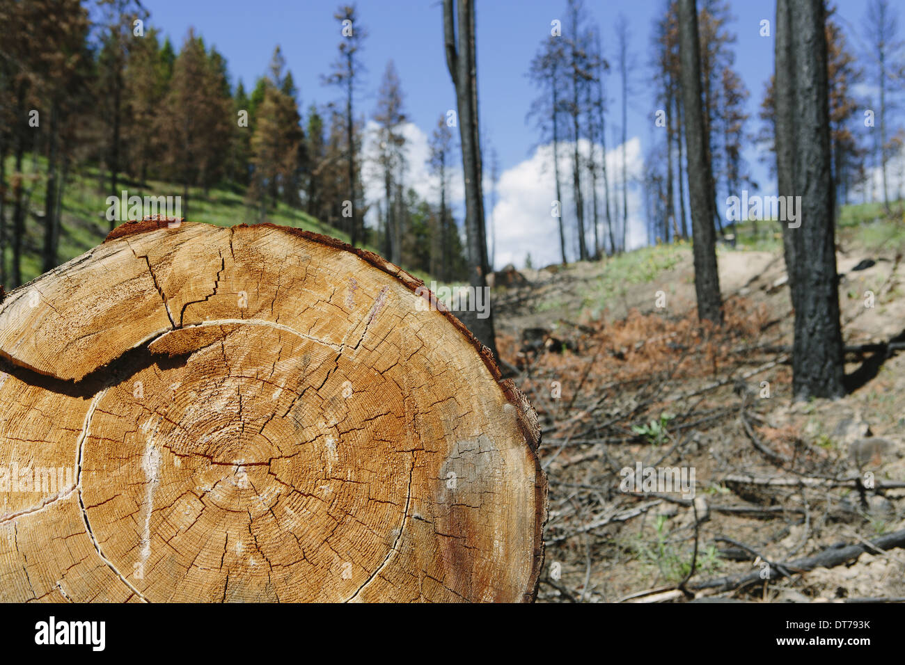 Couper des arbres de pin ponderosa dans la forêt brûlée récemment (à partir de l'incendie de la Montagne Table 2012), Okanogan-Wenatchee NF, près de Blewett Col Banque D'Images