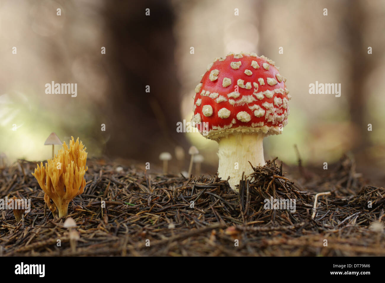 Agaric Fly,Golden Coral Banque D'Images