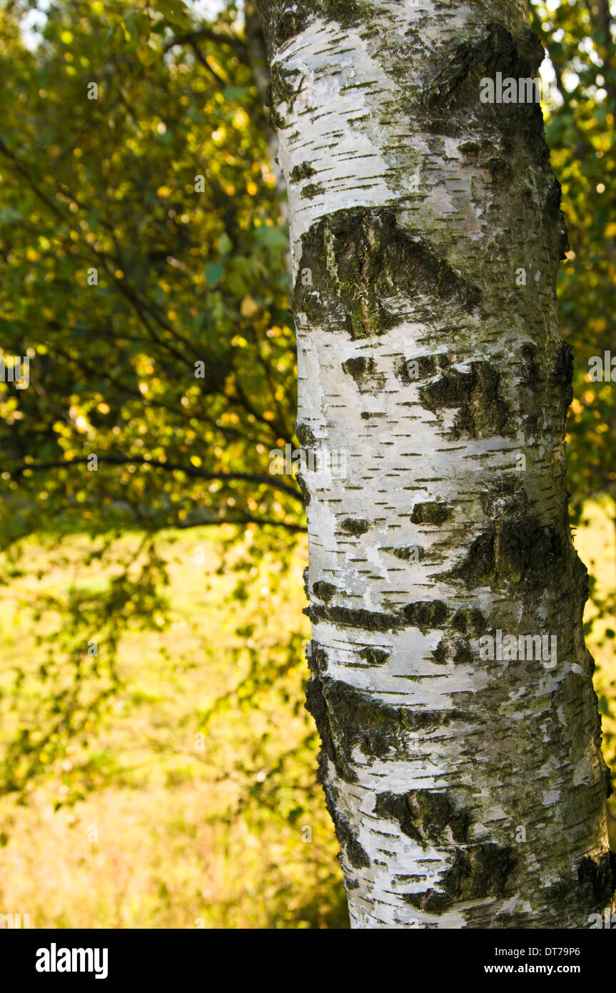 Close up of Silver Birch Tree Trunk à Woodland Banque D'Images