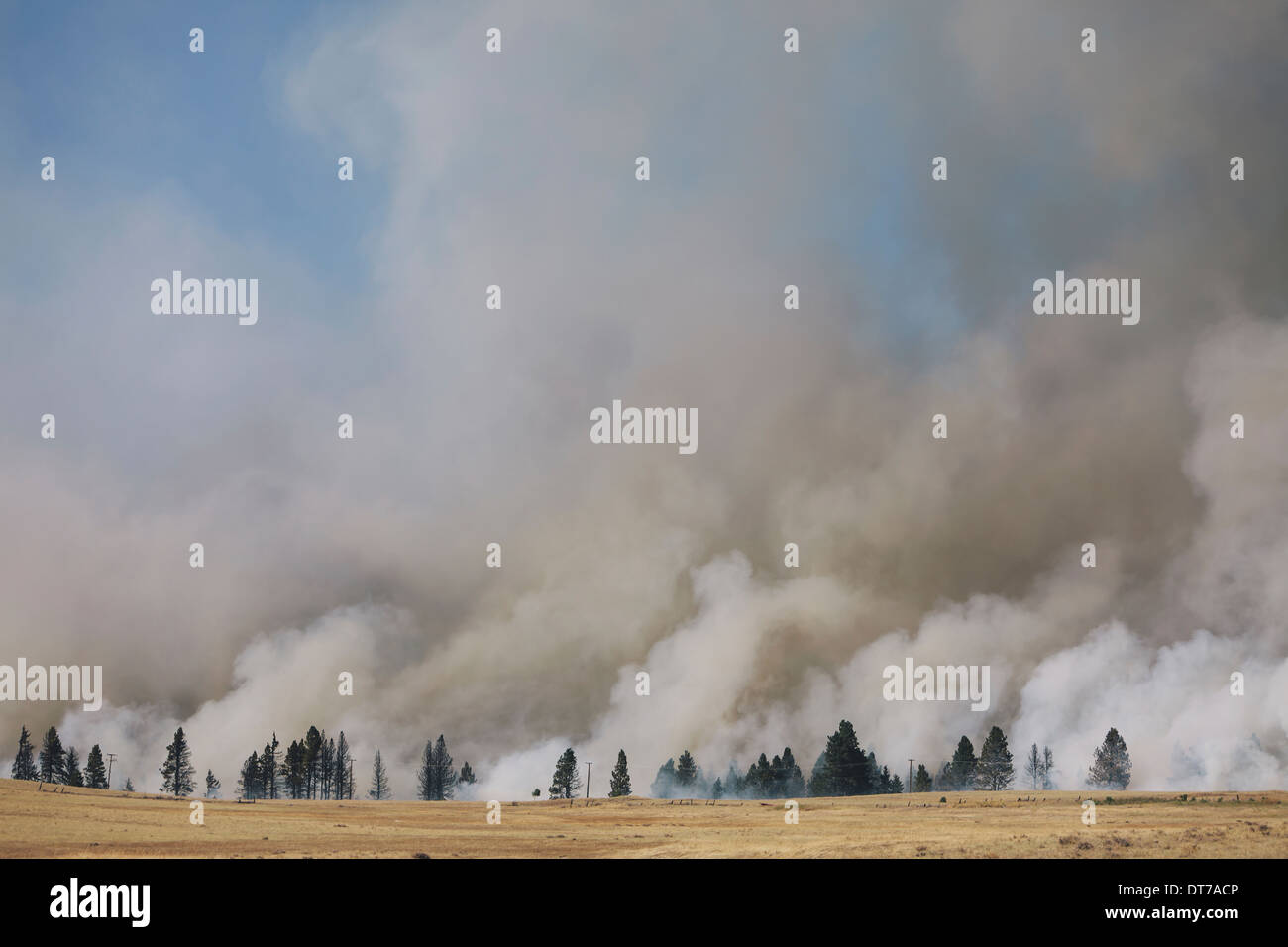 Un grand feu de forêt près de Worcester dans le comté de Kittitas La fumée s'élevant au-dessus des arbres Ellensburg Kittitas Comté Washington USA Banque D'Images