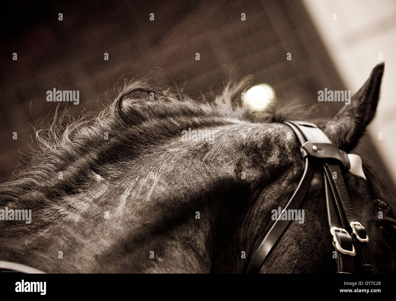Résumé de l'angle d'un cheval de cavalerie de pluie au cours de la 2010 Lord Mayor's Show. Banque D'Images