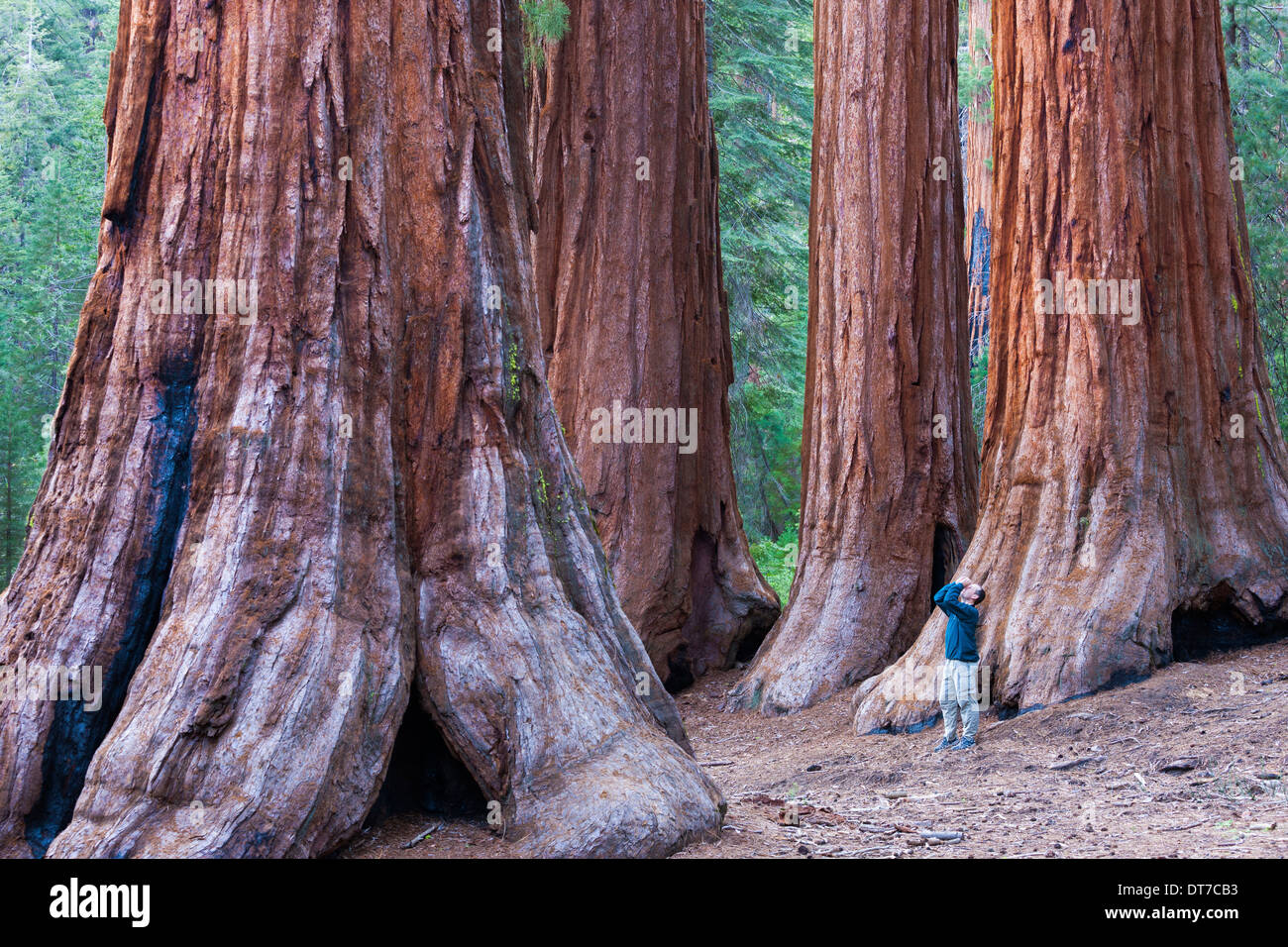 Arbres séquoia dans Yosemite National Park une personne debout à la base vers le haut du Parc National Yosemite Bretagne France Banque D'Images