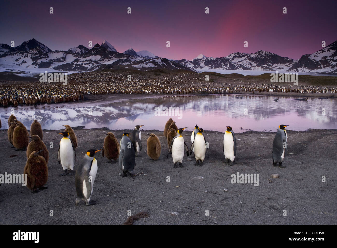 Le manchot royal Aptenodytes patagonicus en groupes sur la plage au crépuscule sur l'île de Géorgie du Sud Iles Falkland Banque D'Images