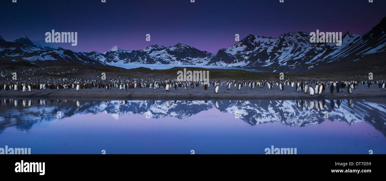 Le manchot royal Aptenodytes patagonicus en groupes sur la plage au crépuscule sur l'île de Géorgie du Sud Iles Falkland Banque D'Images