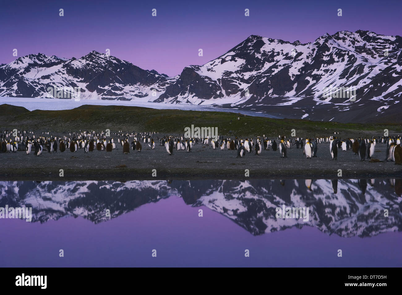 Roi de la colonie naissante Penguin chicks debout dans de grands groupes avec des adultes parmi eux, South Georgia Island Îles Malouines Banque D'Images
