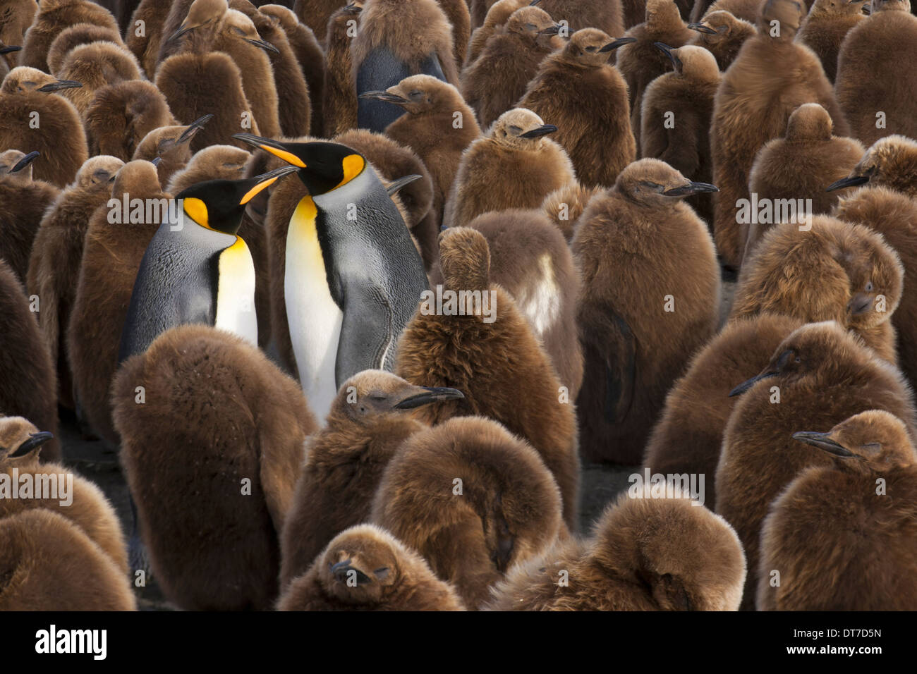 Roi de la colonie naissante Penguin chicks debout dans de grands groupes avec des adultes parmi eux, South Georgia Island Îles Malouines Banque D'Images