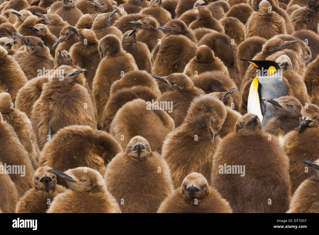 Colonie de pingouins Roi jeune poussins avec brown manteaux duveteux debout dans de grands groupes avec certains adultes parmi eux Banque D'Images