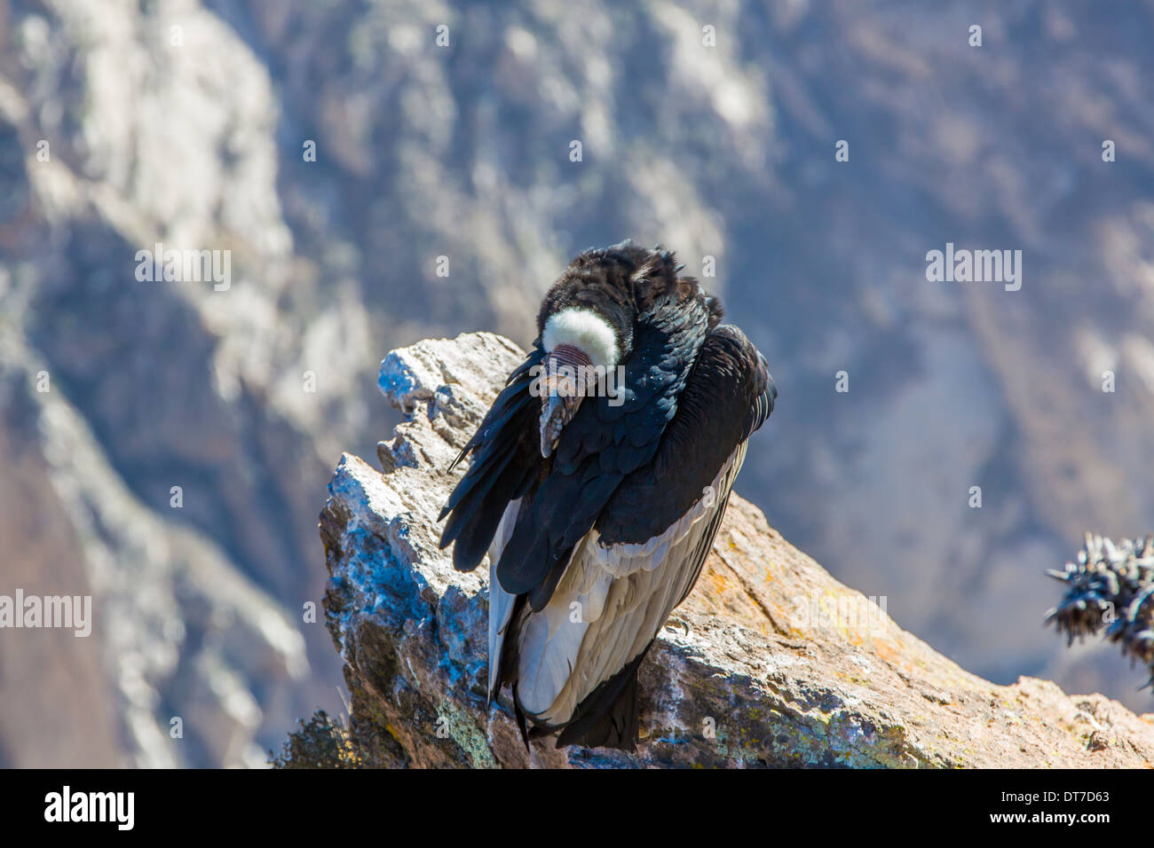 Condor à Colca Canyon assis,Pérou,l'Amérique du Sud. C'est un condor le plus grand oiseau volant sur la terre Banque D'Images