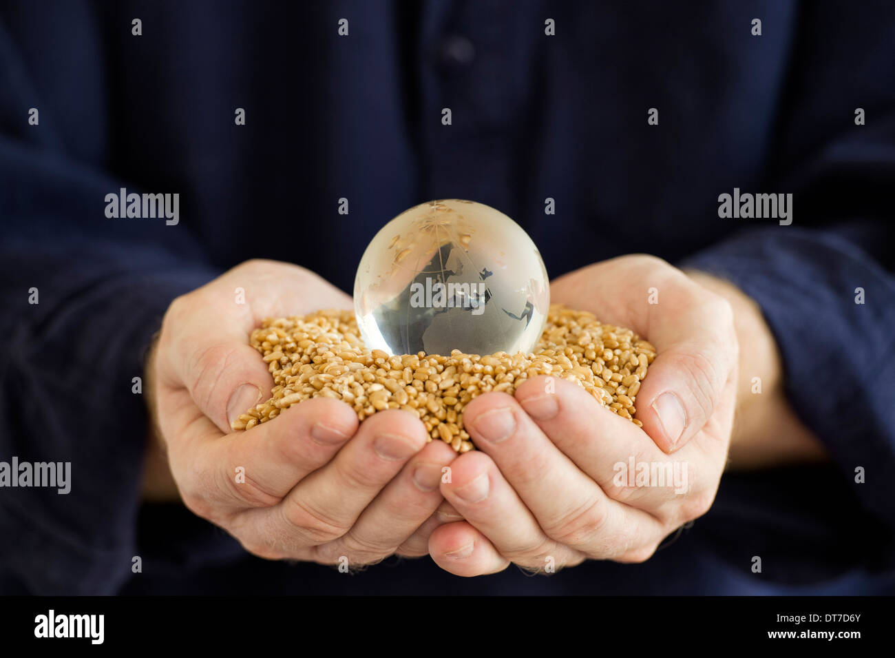 Western mans mains tenant les grains de blé avec un globe en verre pour représenter une crise alimentaire / pénurie Banque D'Images