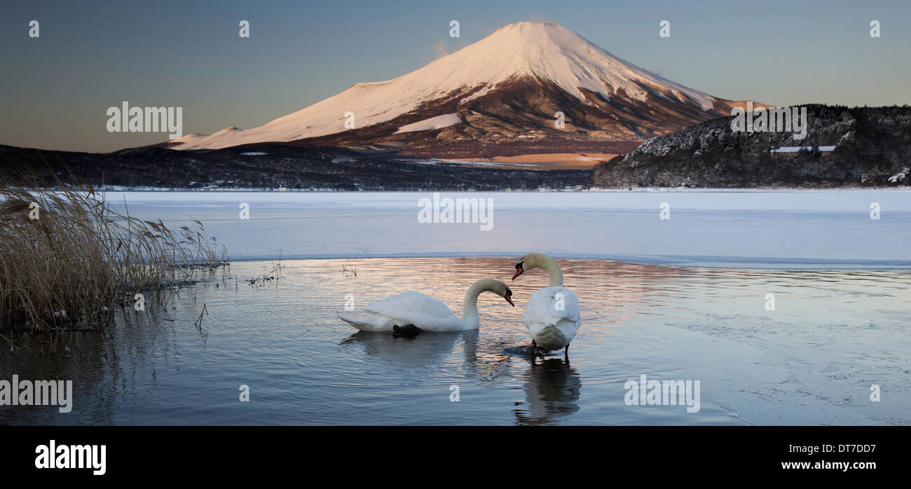 Une paire de cygnes tuberculés dans le lac Kawaguchi perturber la réflexion de Mt Fuji Japon Japon Lac Kawakguchi Banque D'Images