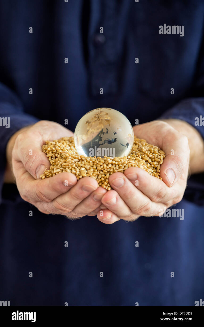 Western mans mains tenant les grains de blé avec un globe en verre pour représenter une crise alimentaire / pénurie Banque D'Images
