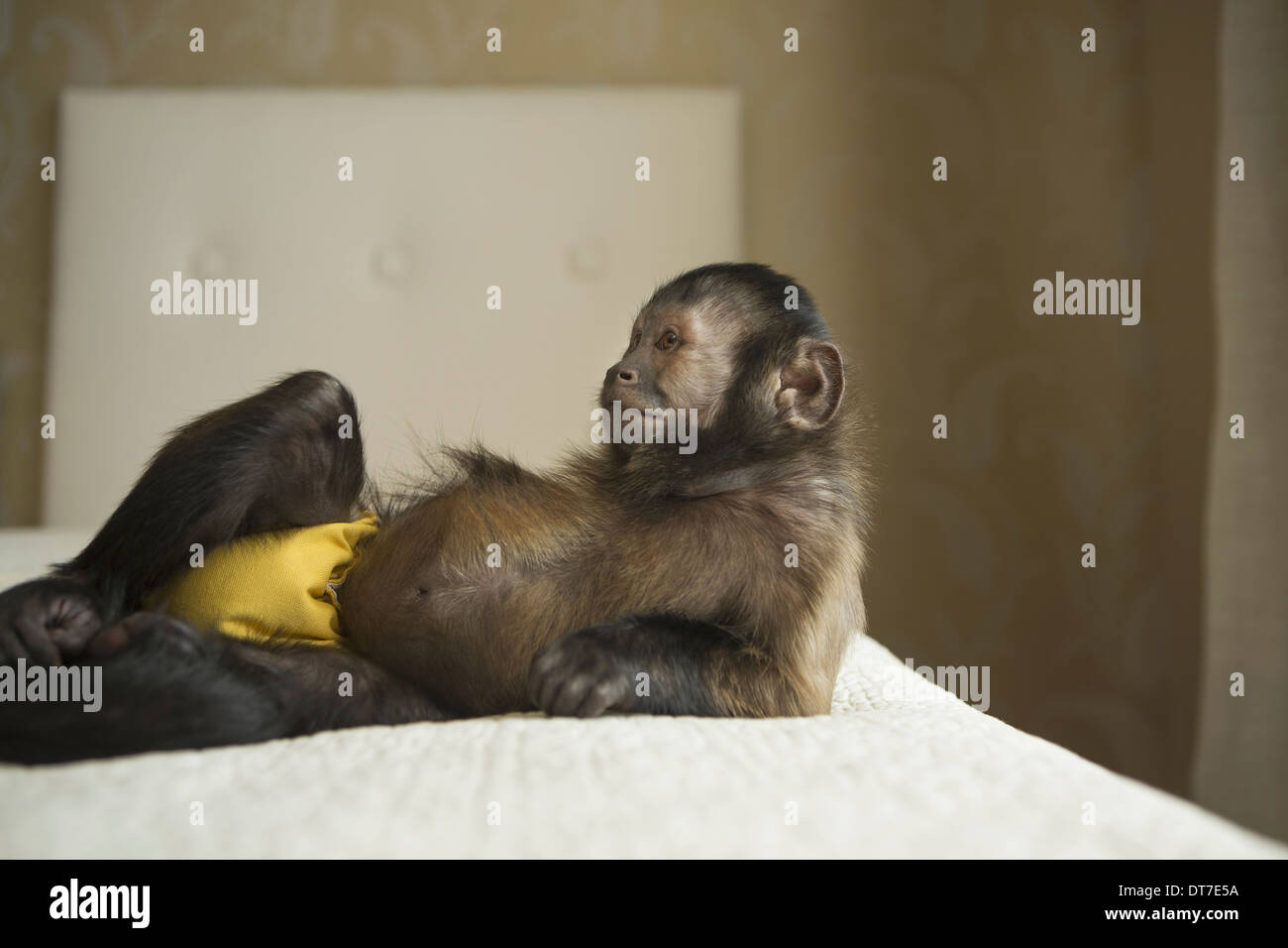Un singe capucin couché sur un lit dans une branche accueil Austin Texas USA Banque D'Images