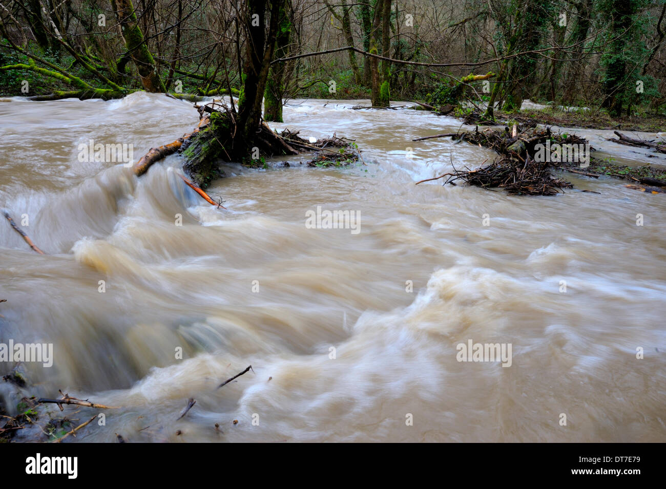 Llanrhystud, Pays de Galles, Royaume-Uni. 11 février 2014. Les inondations dans les bois le long de la rivière Wyre, Llanrhystud, Pays de Galles, Royaume-Uni suite à une bande de fortes pluies balayant le Royaume-Uni et l'ajout d'acides gras saturés et la masse d'eau gonflés déjà sur le 11 février 2014. Riverside arbres et les débris de ralentir le débit des rivières en réduisant les risques d'inondation en aval. Credit : Keith burdett/Alamy Live News Banque D'Images