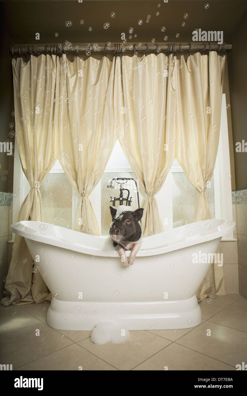 Un mini pot bellied pig dans une baignoire à la recherche à travers le  rideau de douche Austin Texas USA Photo Stock - Alamy