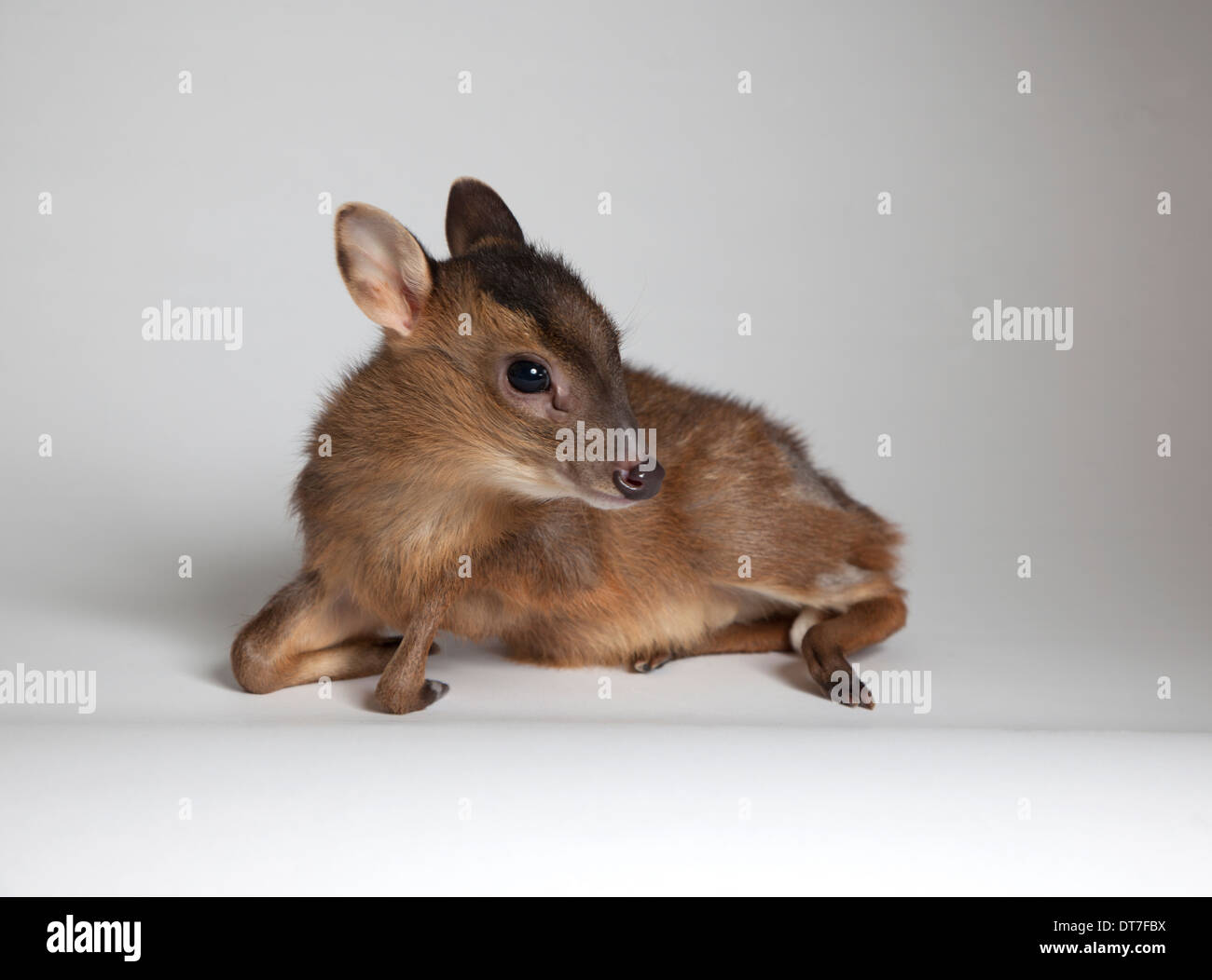 Cerfs muntjac juvéniles en studio Banque D'Images