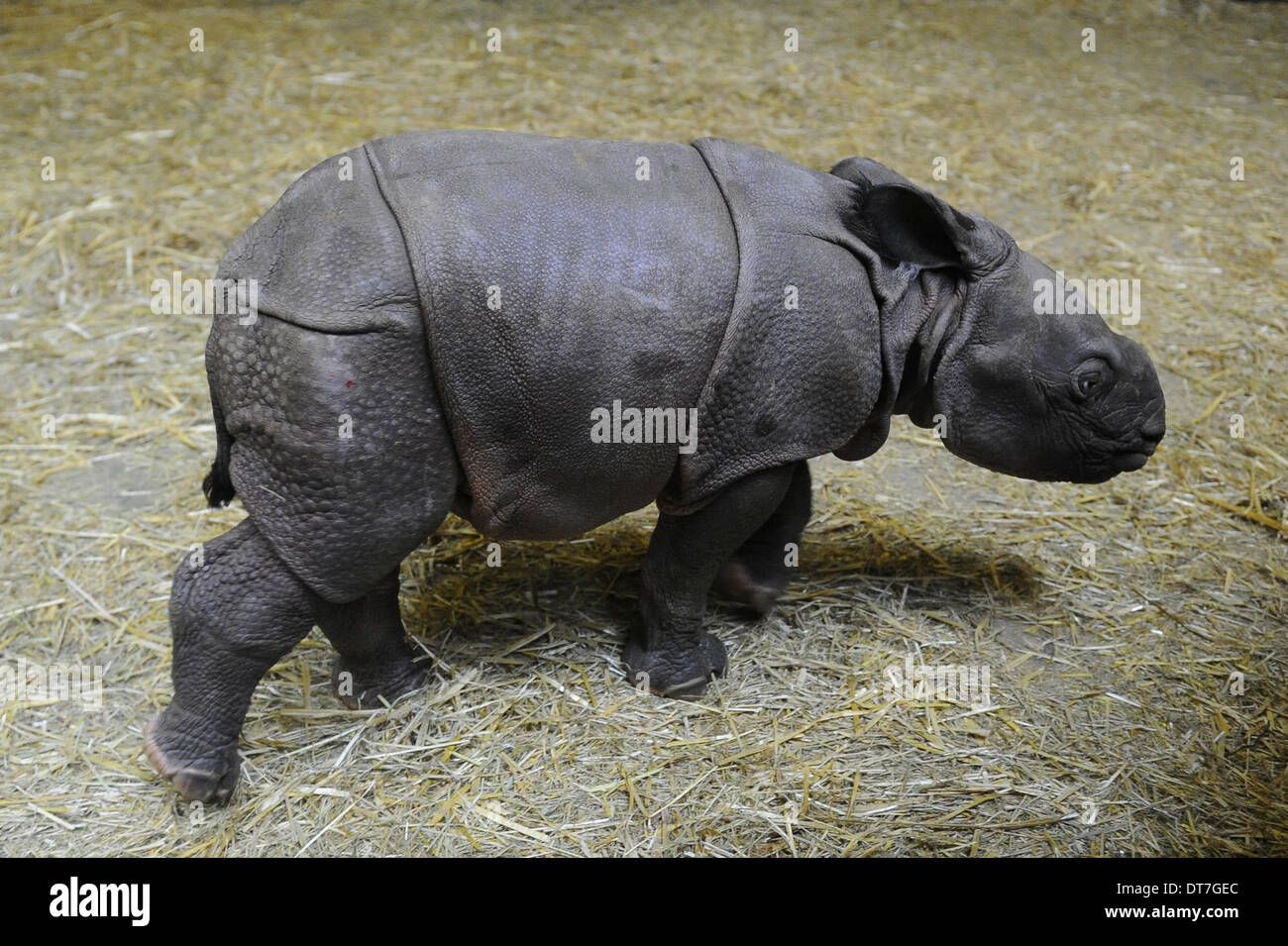 Zoo de Plzen, République tchèque. 11 février 2014.zoo Pilsen, République tchèque. 11 février 2014. D'une rare bébé rhinocéros indien, qui est né à Plzen zoo le 2 février, est vu au zoo de Pilsen, République tchèque, le 11 février 2014. (Photo/CTK Petr Eret/Alamy Live News) Banque D'Images