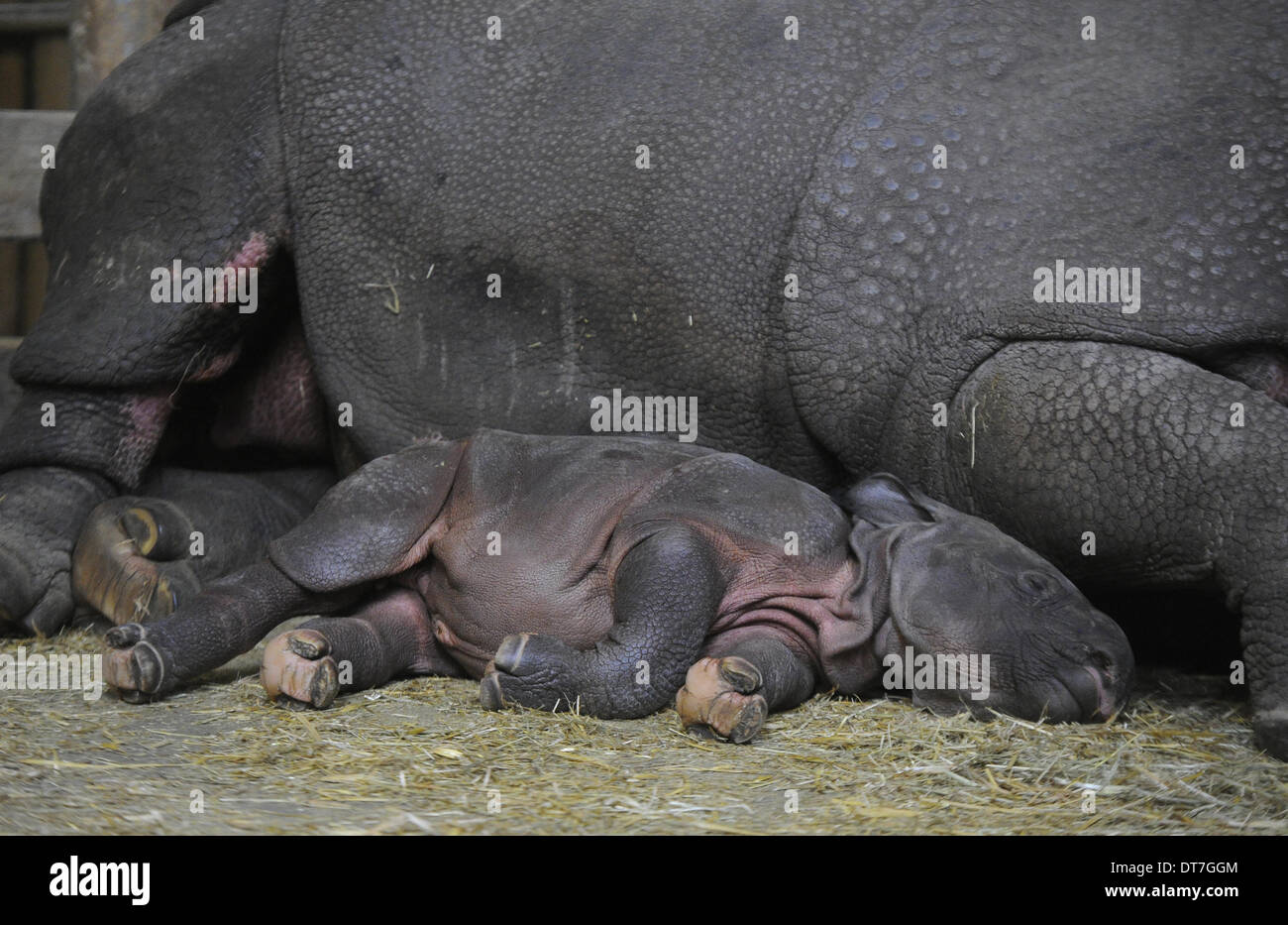 Zoo de Plzen, République tchèque. 11 février 2014.Bébé de rares rhinocéros indien, qui est né à Plzen zoo le 2 février, est vu au zoo de Pilsen, République tchèque, le 11 février 2014. En photo avec sa mère Manjula. (Photo/CTK Petr Eret/Alamy Live News) Banque D'Images