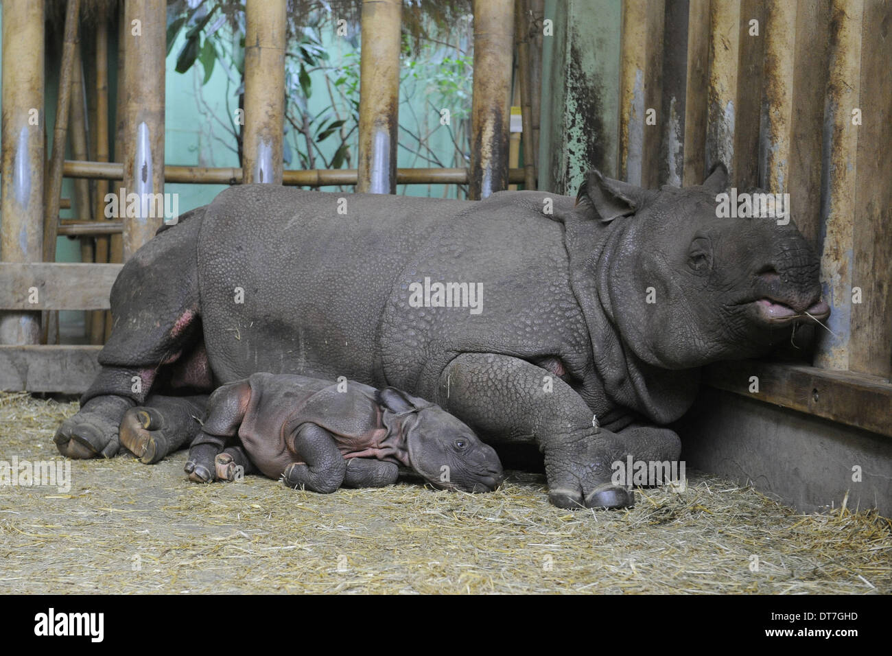 D Une Rare Bebe Rhinoceros Indien Qui Est Ne A Plzen Zoo Le 2 Fevrier Est Vu Au Zoo De Pilsen Republique Tcheque Le 11 Fevrier 14 En Photo Avec Sa Mere Manjula D Une Rare Bebe Rhinoceros Indien Qui Est Ne A Plzen Zoo Le 2 Fevrier Est Vu Au Zoo De Pilsen Republique Tcheque Le 11 Fevrier 14 En Photo Avec Sa Mere Manjula