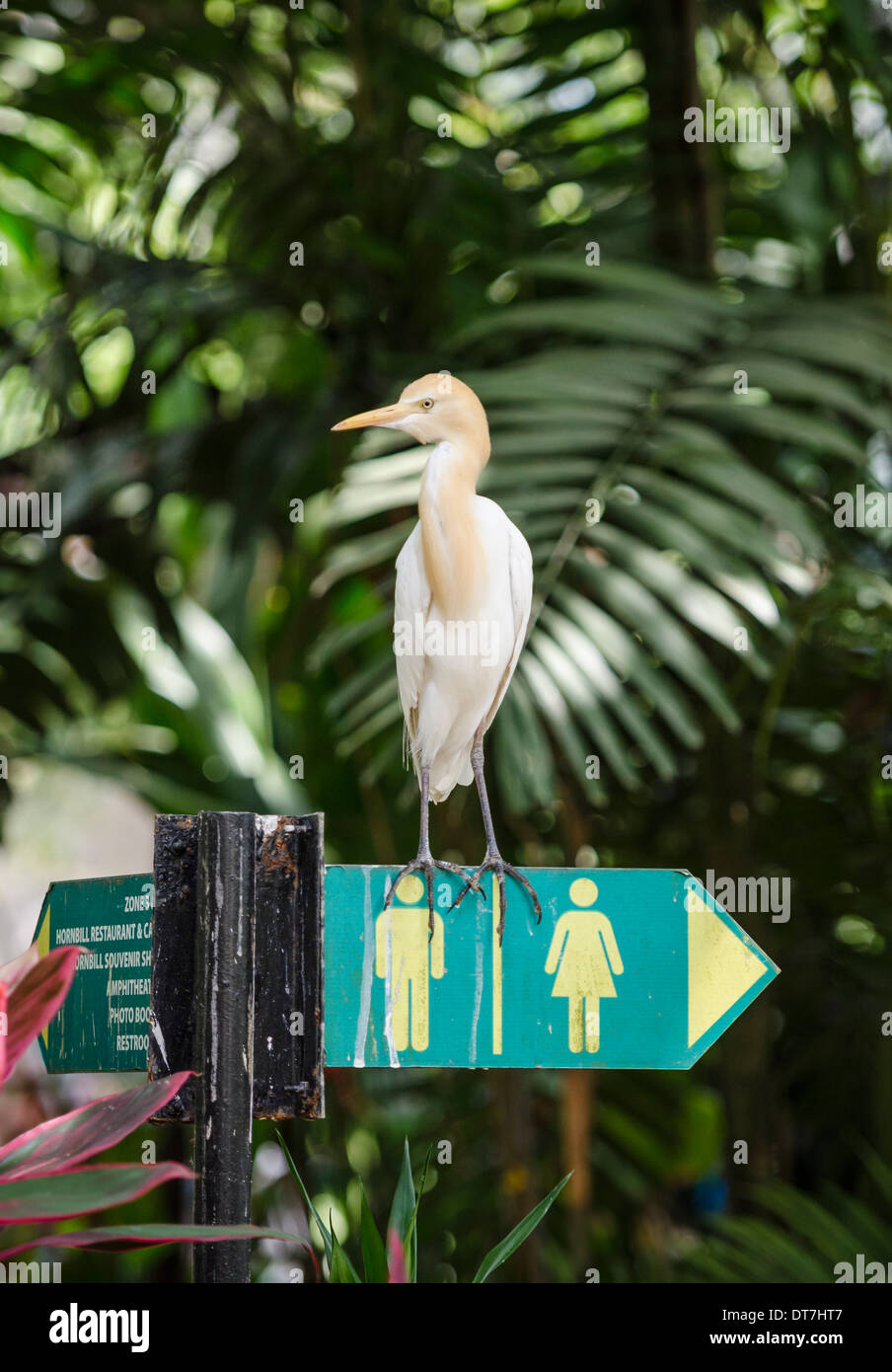Le parc d'oiseaux de Kuala Lumpur Banque D'Images