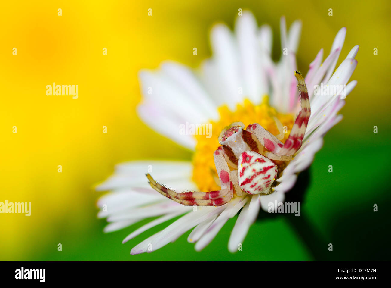 Araignée crabe sur jaune fleur blanche Banque D'Images