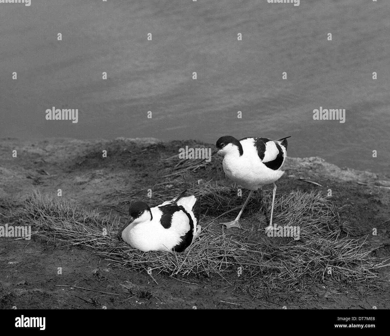 Une paire à l'avocette d'nichent sur l'île de Havergate, Suffolk, prises par Eric Hosking, juin 1950. Banque D'Images