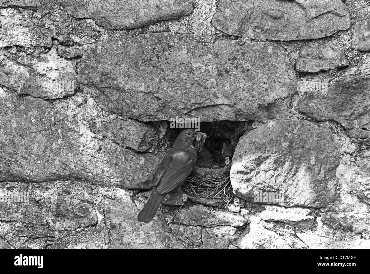 Blackbird nichant dans mur de pierre, Doldowlod,Ferme Pays de Galles - 1937. Prises par Eric Hosking. Banque D'Images