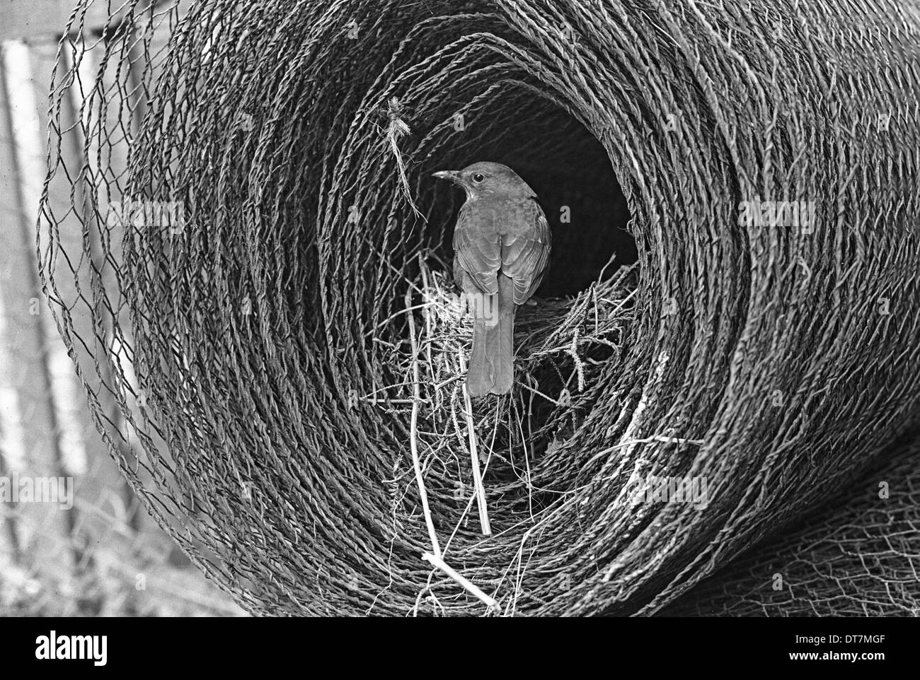 Blackbird au nid en rouleau de fil , Doldowlod Wales 1937. Prises par Eric Hosking. Banque D'Images