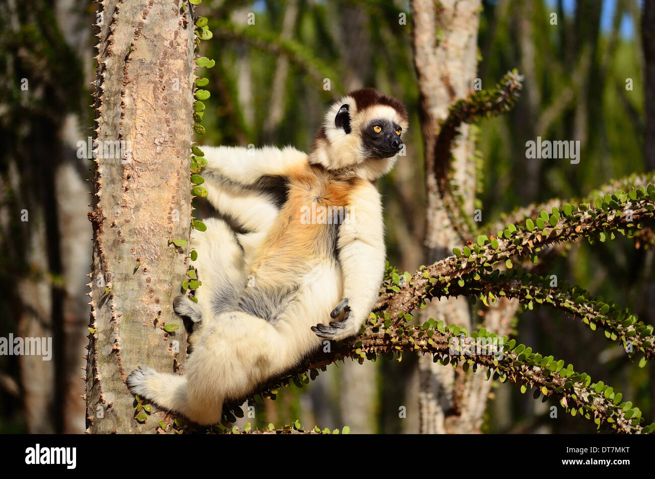 Choix du sifaka élégant confortablement sur la branche épineuse Banque D'Images