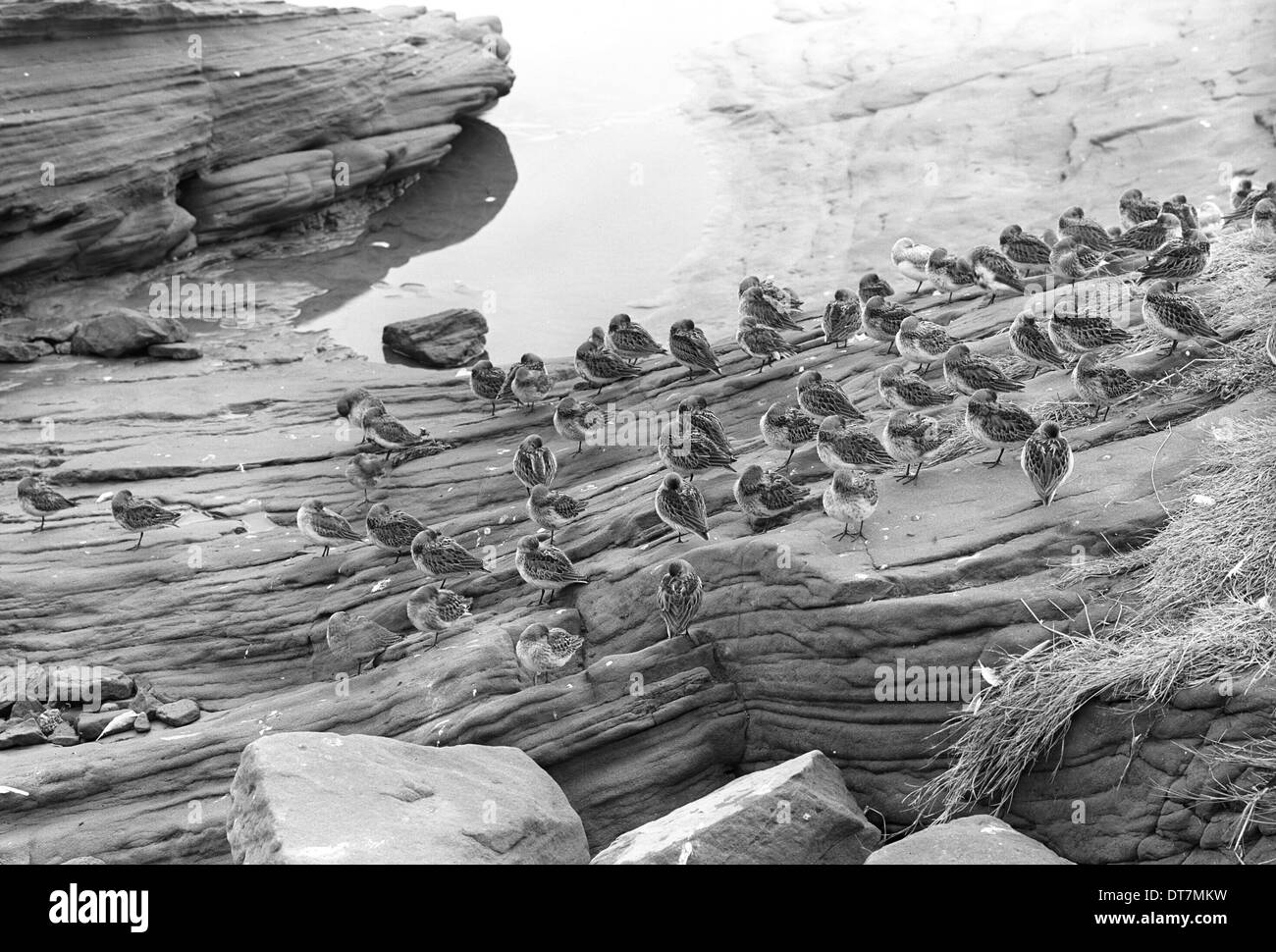 Le bécasseau variable à l'Île Hilbre. Prises par Eric Hosking dans1947 Banque D'Images