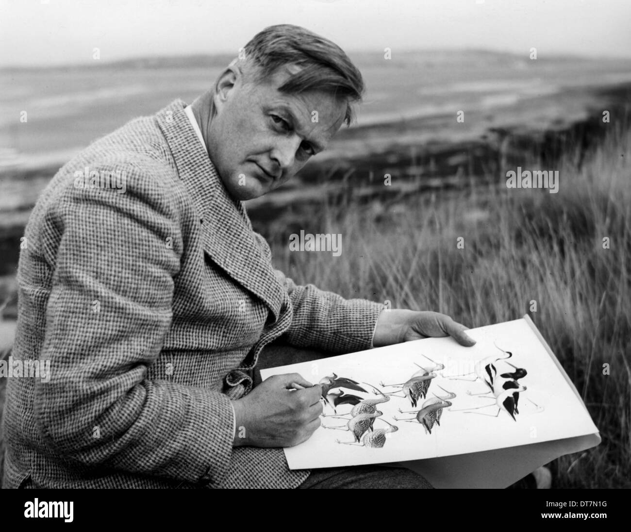 Le Dr Roger Tory Peterson peinture l'une des plaques d'échassiers pour 'A field guide to the Birds of Britain and Europe" tout en restant sur Banque D'Images