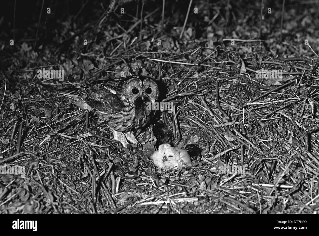 Chouette hulotte nichant sur le sol à Hickling Norfolk 1943 Banque D'Images