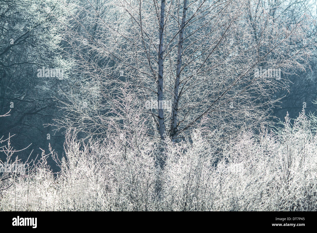 Photo d'une forêt d'hiver dans le frosty matin Banque D'Images