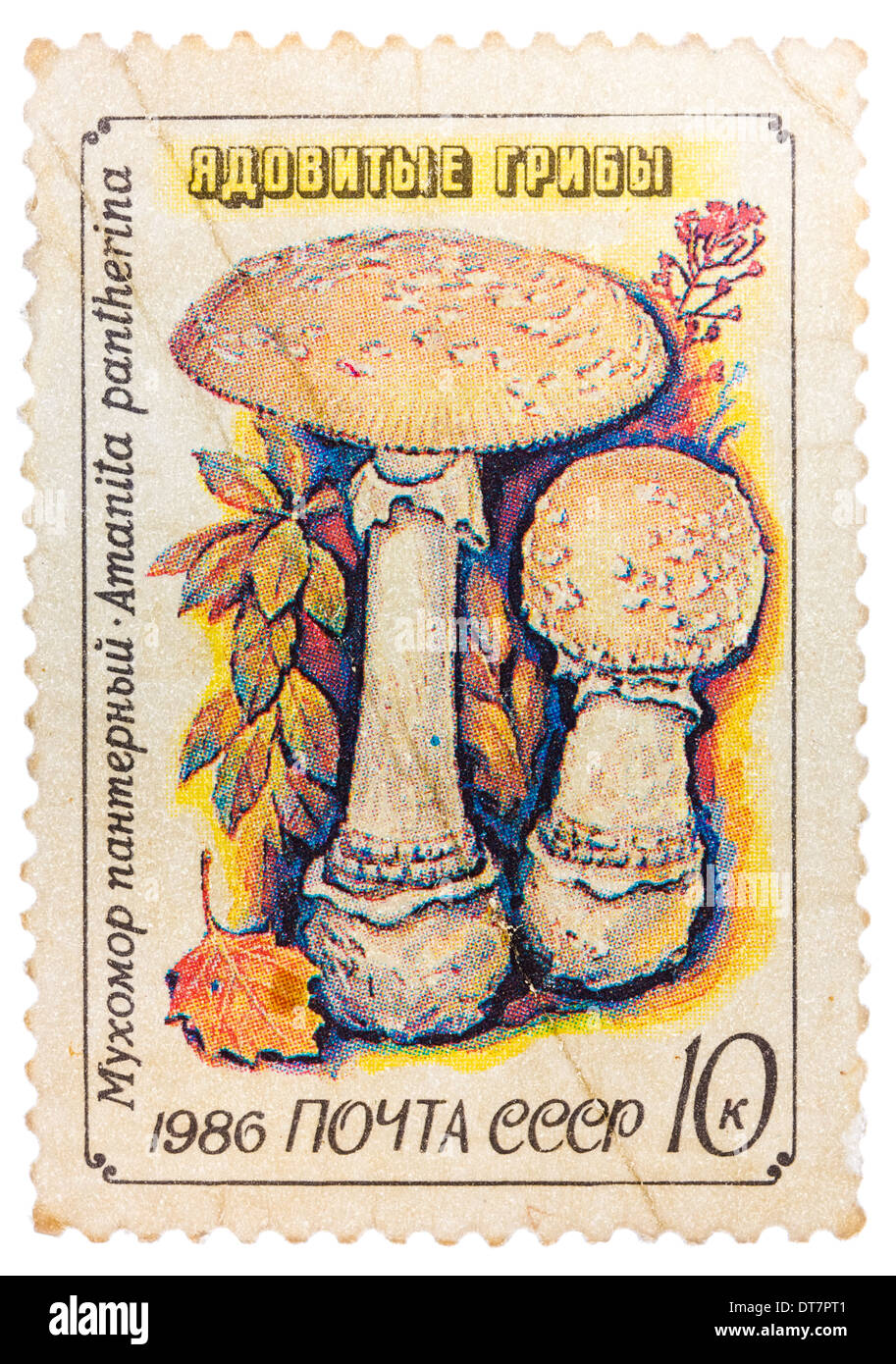 Timbres en URSS (CCCP, Union soviétique) montre la panthère toxique ou de champignons (Amanita pantherina fausse blush) Banque D'Images