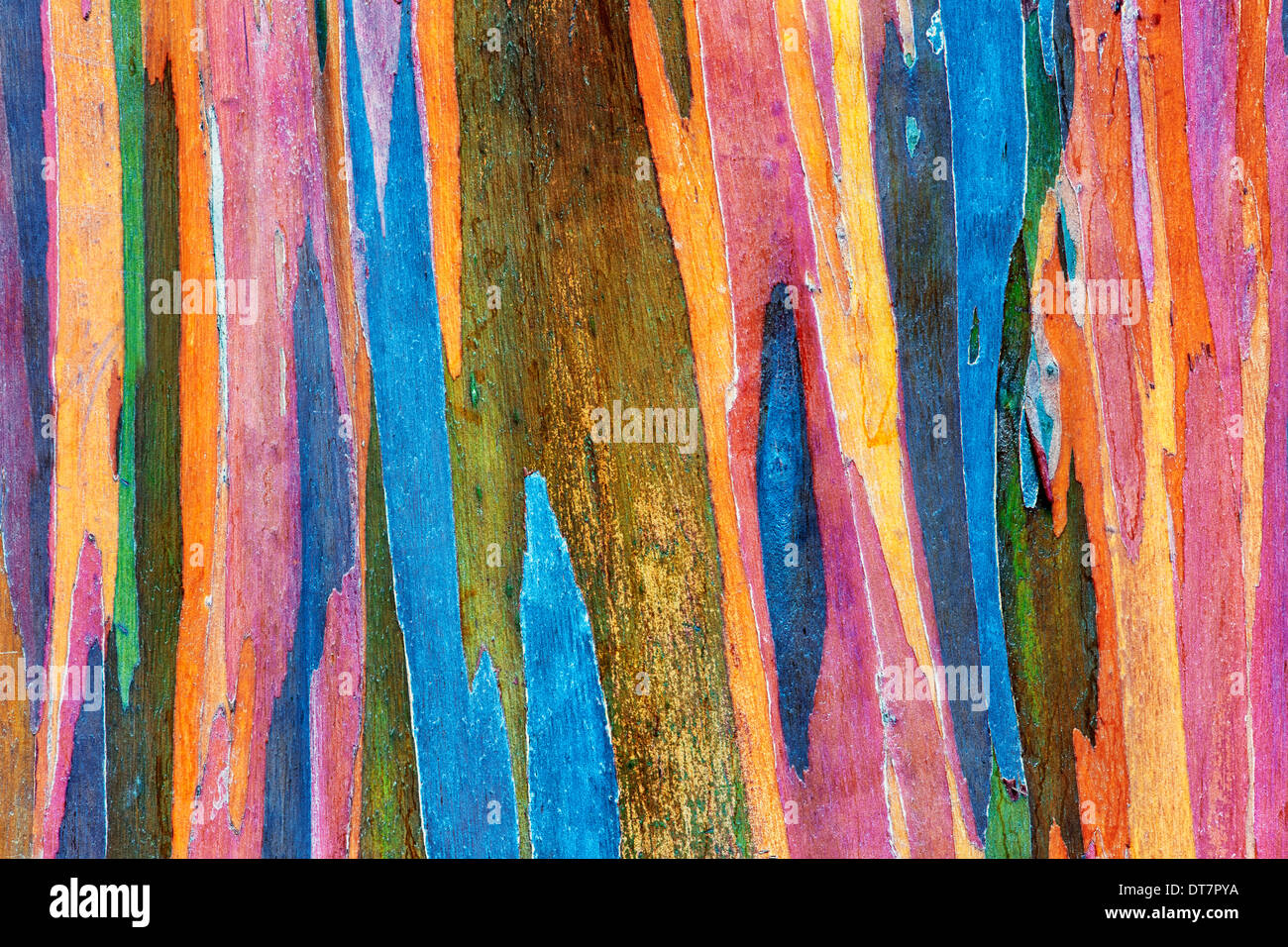 Peler l'écorce de l'arbre d'Eucalyptus Arc-en-ciel révèle couleurs spectaculaires dans les forêts sur l'île de Maui. Banque D'Images