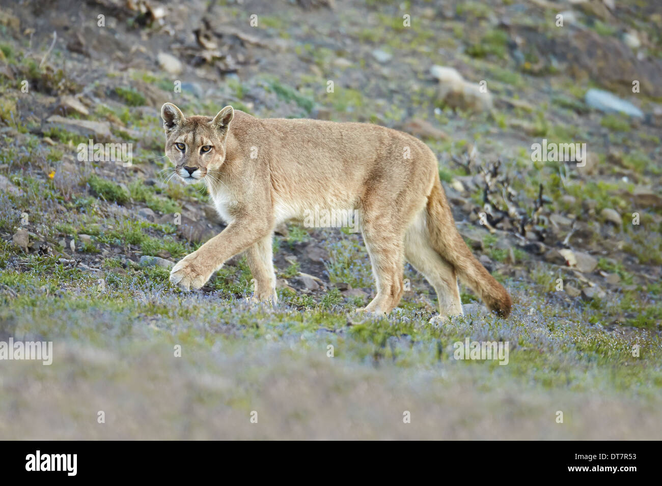 puma adulte puma adulte