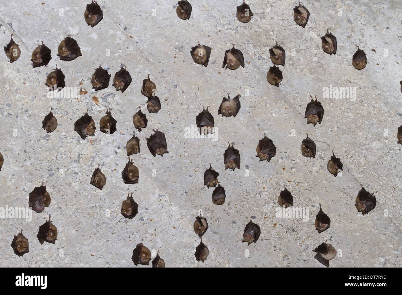 Rhinolophe Euryale (Rhinolophus euryale) adultes colonie accroché sur plafond de vieille maison Paklenica N.P. La Dalmatie Banque D'Images