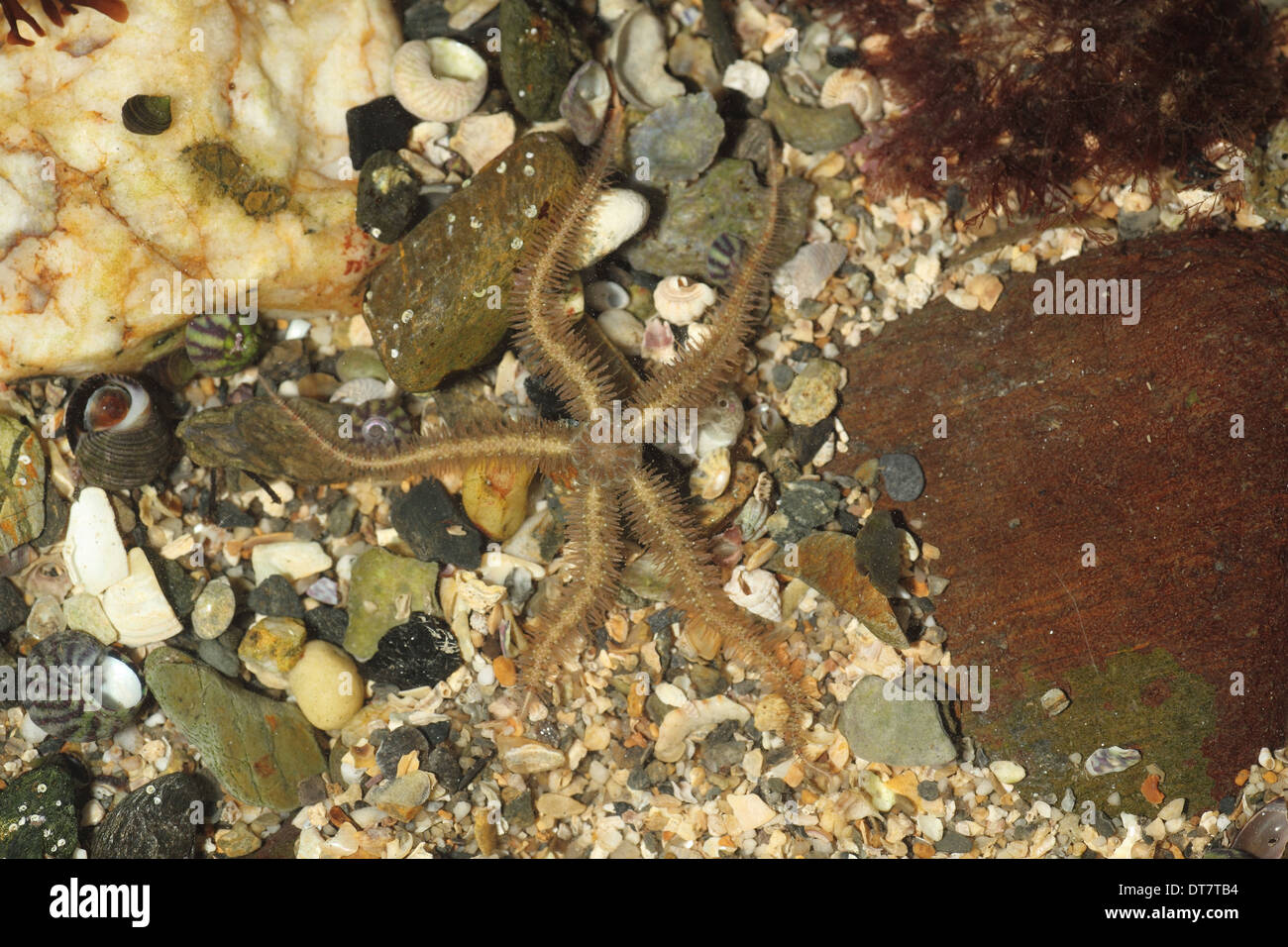Brittlestar Ophiothrix fragilis (commune) des profils, dans rockpool à marée basse, Mount's Bay, Marazion, Cornwall, Angleterre, Novembre Banque D'Images