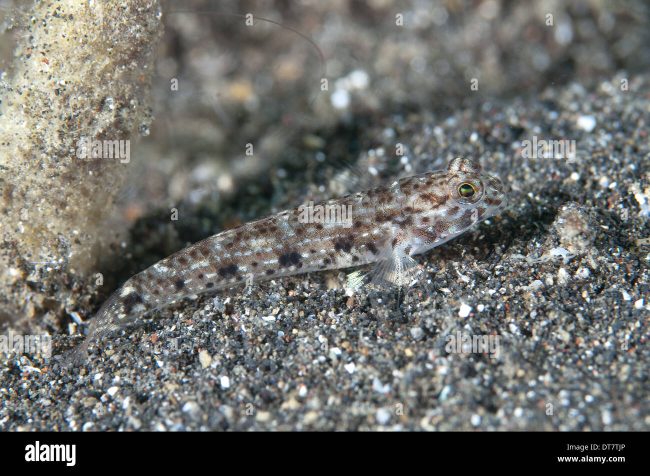 Black-Sandgoby Istigobius nigroocellatus tacheté (adultes) sur le sable noir camouflé Détroit de Lembeh Sulawesi Petites îles Banque D'Images