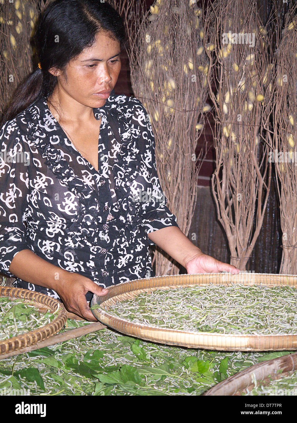 Woman tending village cambodgien de vers à soie Cocons avec derrière Banque D'Images