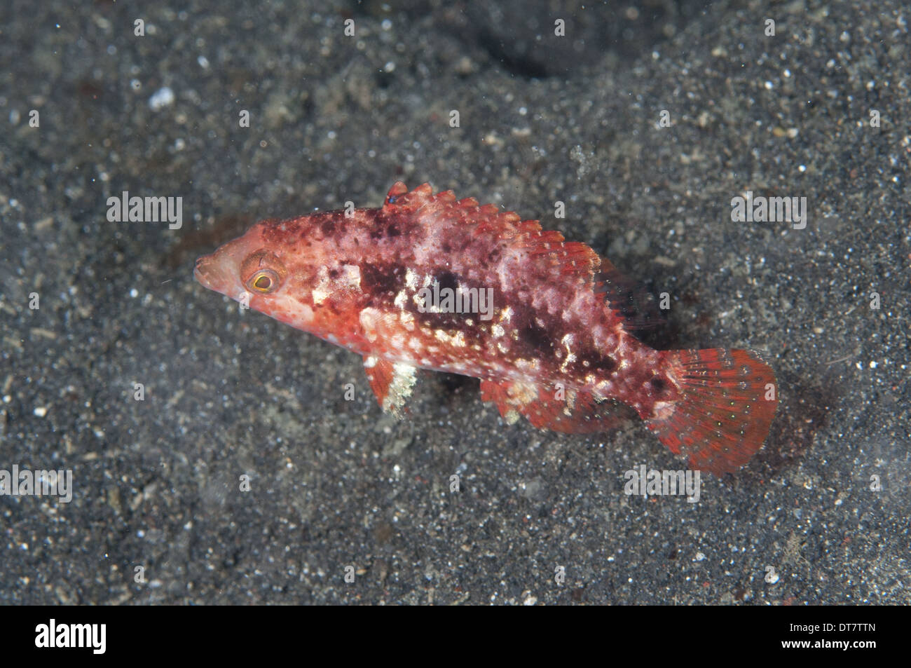 Deux place Napoléon (Oxycheilinus bimaculatus) piscine pour enfants sur Détroit de Lembeh 6108 Îles de la sonde Sulawesi Indonésie Banque D'Images