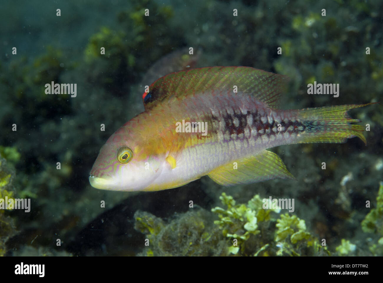 Deux place Napoléon (Oxycheilinus bimaculatus), natation adultes, Détroit de Lembeh, Sulawesi, îles de la sonde, Indonésie, septembre Banque D'Images